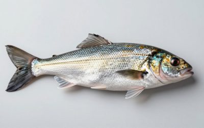 Fish It Codes: Rewards and How to Redeem