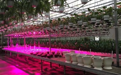 6 Best Greenhouse Grow Lights in 2026 for Winter Seedlings
