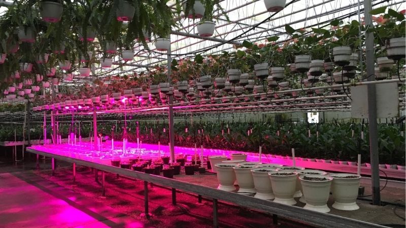 greenhouse grow lights