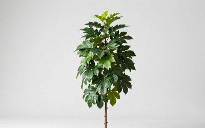Grow Giant Plants in Plants vs Brainrots