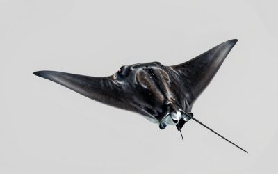 How to Get Manta Ray in Adopt Me: All Methods