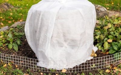 How to Protect Plants From Frost: 7 Practical Steps
