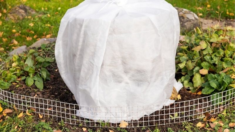 how to protect plants from frost