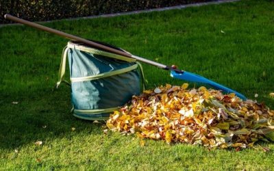 How to Remove Leaves from Lawn: 7 Easy and Fast Method
