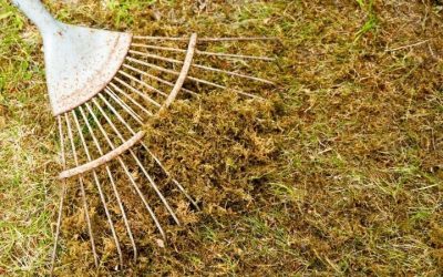 How to Winterize a Lawn: Fall Checklist by Grass Type