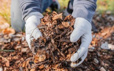 Should You Mulch Leaves? When to Mow, Bag, or Leave Them
