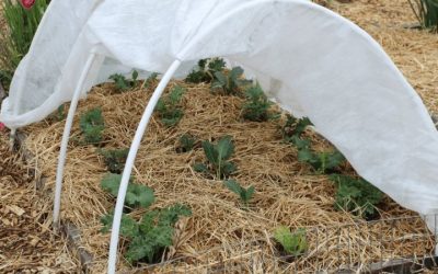 When to Cover Plants for Frost: Temperatures and Timing