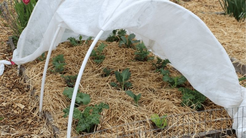 when to cover plants for frost